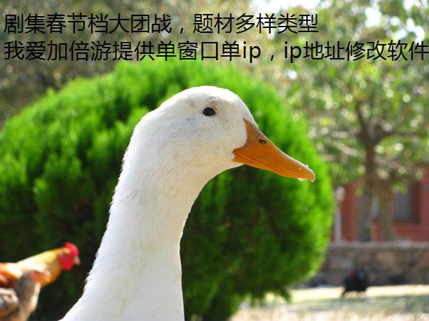 剧集春节档大团战，题材多样类型齐全，海外畅快看国内电视剧就用真心！