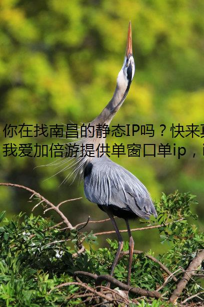 ϲľ̬IP𣿿ģ